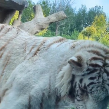 北京野生动物园