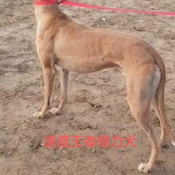 格力犬爱好者