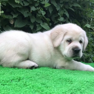 双血统拉布拉多