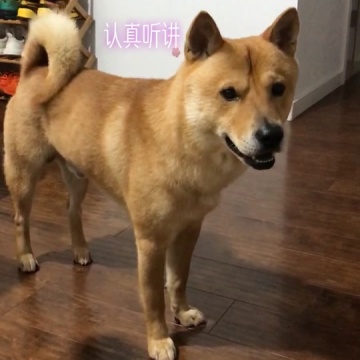 家有中华田园犬