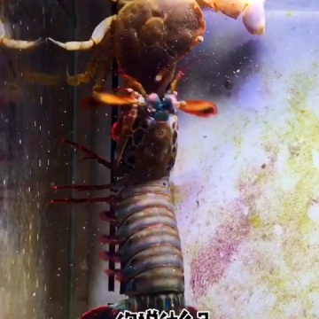 雀尾螳螂虾