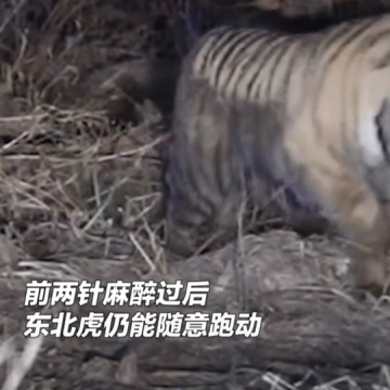 东北虎进村