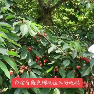 白鹿原樱桃