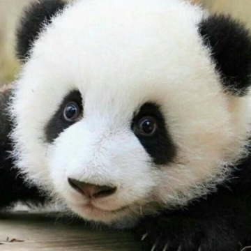 大熊猫萌兰