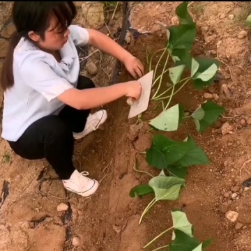 红薯种植技术