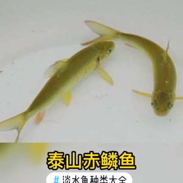 淡水鱼种类大全