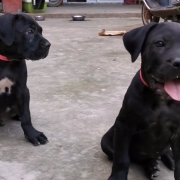 卡斯罗幼犬
