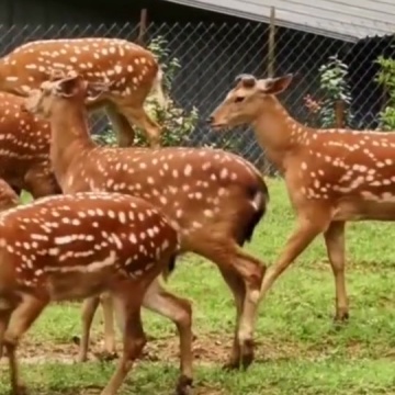 梅花鹿养殖