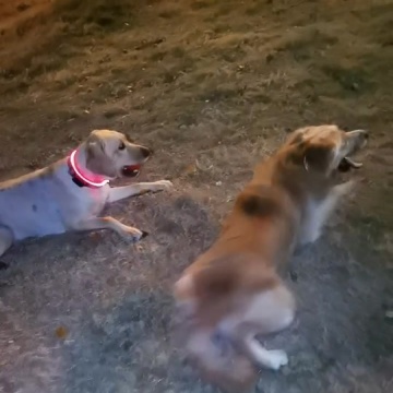 狗是人类最忠诚的朋