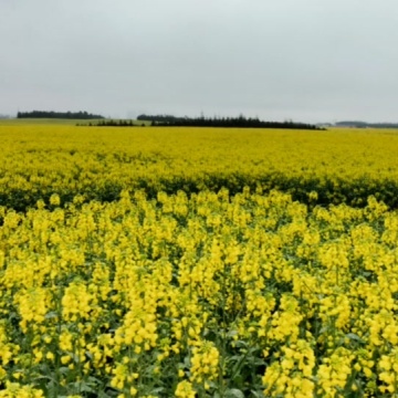 罗平油菜花主会场
