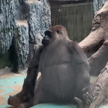 大猩猩🦍