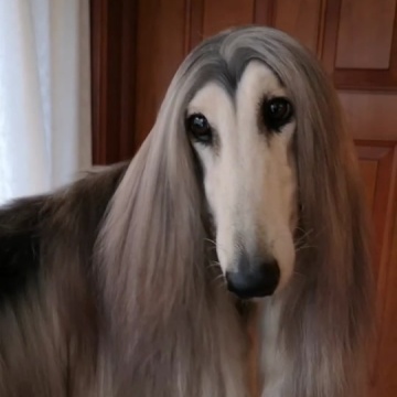 阿富汗猎犬