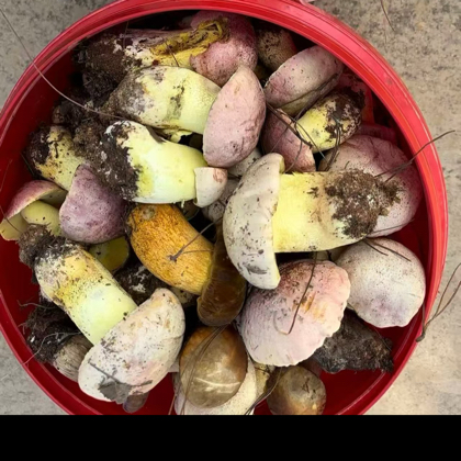 捡菌搭子群 群聊头像