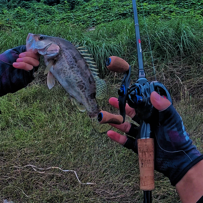 成都路亚野钓🎣 群聊头像
