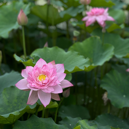 良乡种花种菜搭子 群聊头像