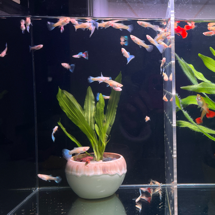 养鱼沟通群2 群聊头像