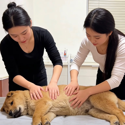 爱狗群 群聊头像