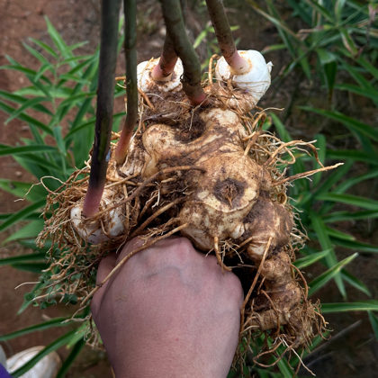 中药材种植技术分享群 群聊头像