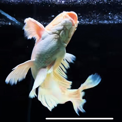 蝴蝶鲤交流群 群聊头像