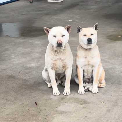 猎犬俱乐部 群聊头像