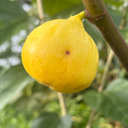 小豆土家无花果分享群 群聊头像