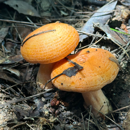 武汉户外打野群🍄‍🟫 群聊头像