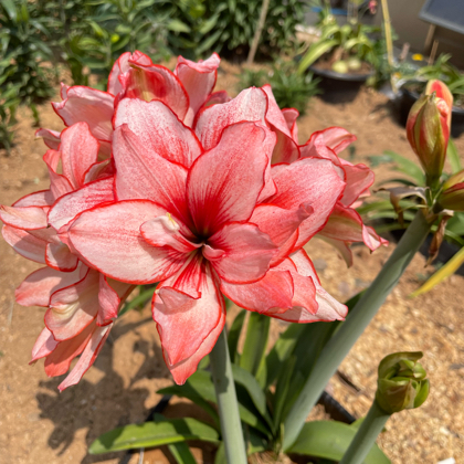 花友群 群聊头像
