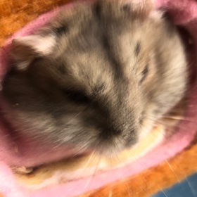 鼠鼠交流群（仓鼠学校） 群聊头像