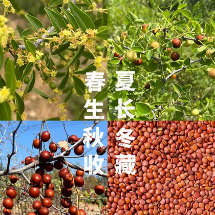 酸枣种植4群 群聊头像