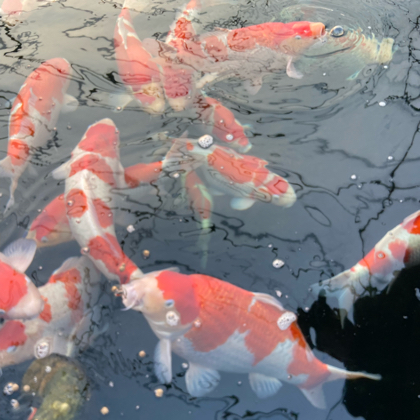 十级福利群 群聊头像