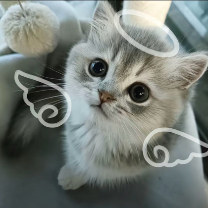 霸王茶姬 群聊头像