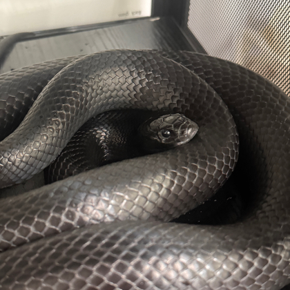 爬宠交流群🐍 群聊头像