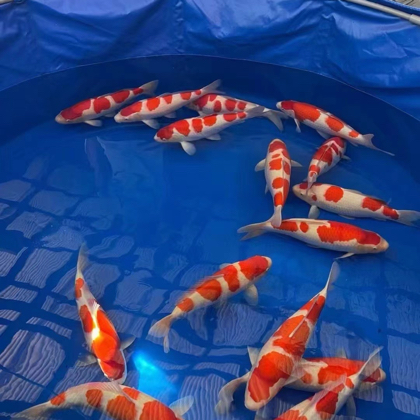 五级粉丝群 群聊头像