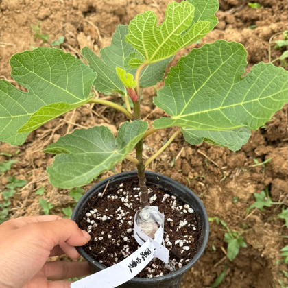无花果品种苗分享群 群聊头像