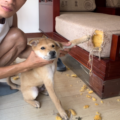 田园犬贝贝交流群 群聊头像