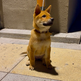 中华田园犬俱乐部 群聊头像