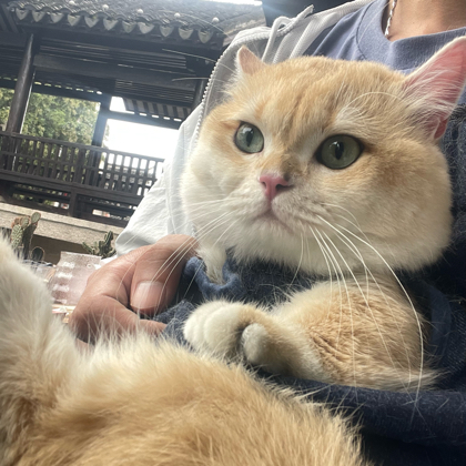 翻斗花园 群聊头像