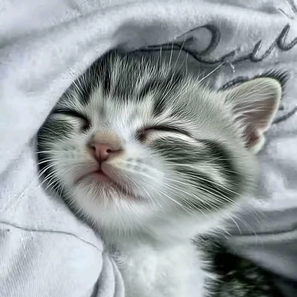 猫咪冻干 群聊头像