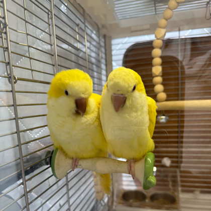 鹦鹉🦜幼稚园～ 群聊头像