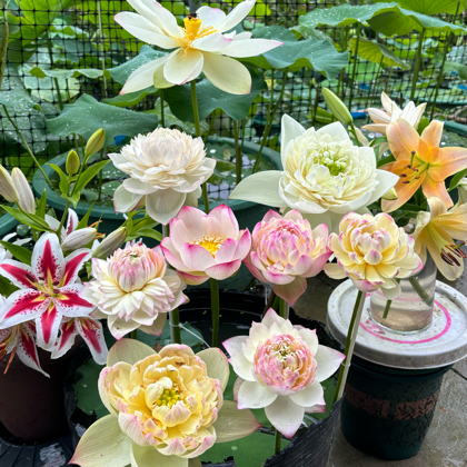 荷间种花人 群聊头像