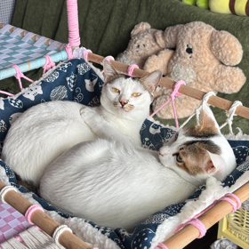 手搓猫爬架 群聊头像
