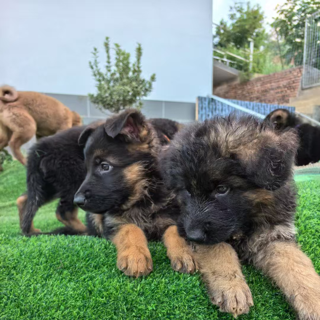 湖南东德牧羊犬交流群 群聊头像
