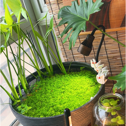 年年有鱼交流群3 群聊头像