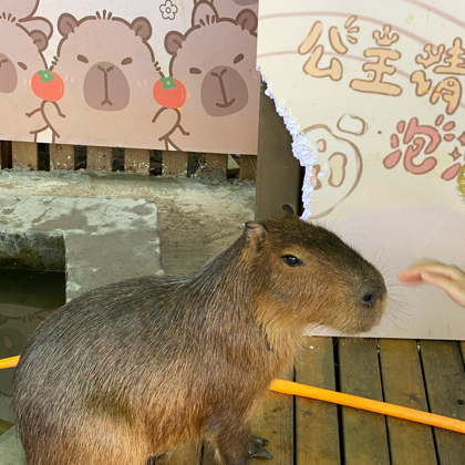 鼠鼠要猛攻 群聊头像