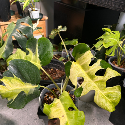 植物之家 群聊头像