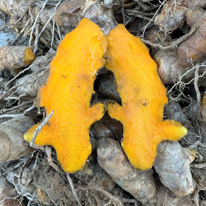 龙陵县黄姜种植交流群 群聊头像
