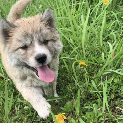 三土垚田园犬群 群聊头像