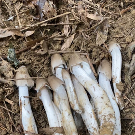 玲姐捡菌群 群聊头像
