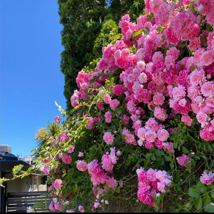花友交流群 群聊头像