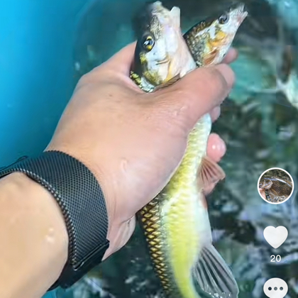 小戴溪流钓 群聊头像